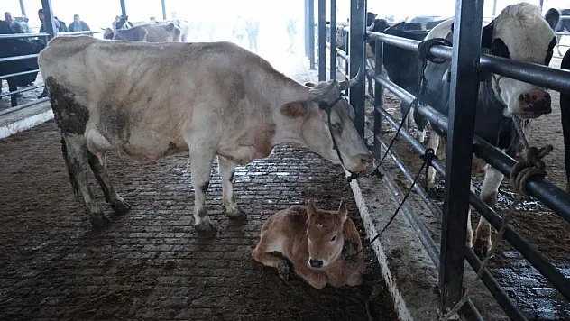 Doğal ve sağlıklı yaşam kıymetlendi