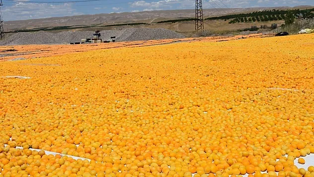 Kuru kayısı ihracatında miktar arttı, gelir azaldı