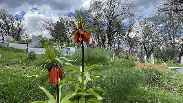 Baharın müjdecisi ters laleler açtı