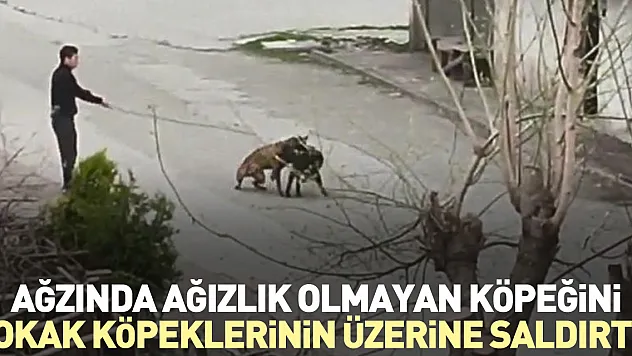 Ağzında ağızlık olmayan köpeğini, sokak köpeklerinin üzerine saldırttı