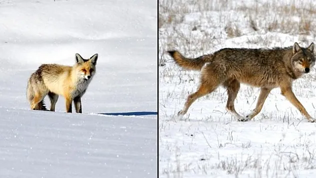 Arazide yiyecek ararken görüntülendi