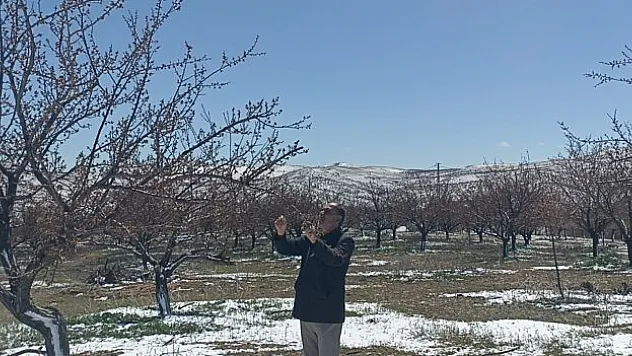 Sivas'ta don kayısıyı vurdu