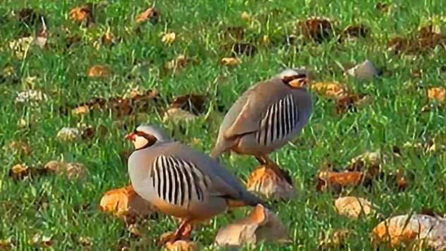 'Yabani yaşamın keyfini de yaşayacaklar'