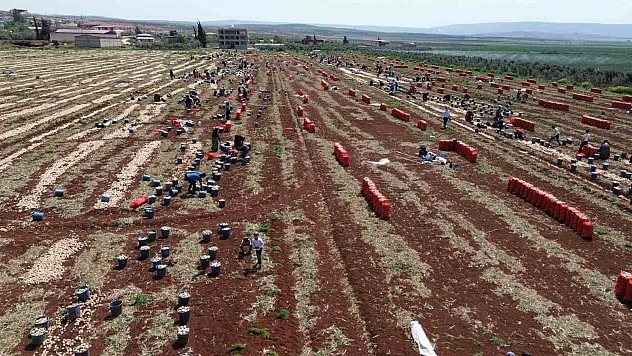 bereketli soğan hasadı başladı