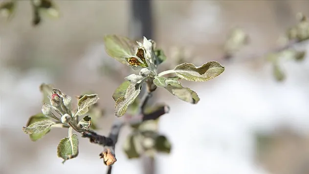 Zirai don, elma üreticilerini üzdü