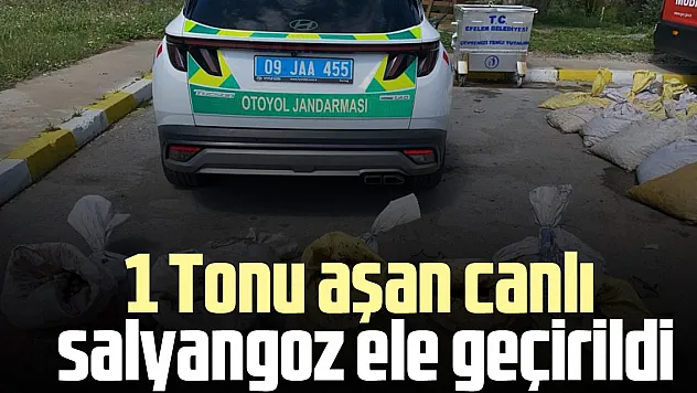 1 Tonu aşan canlı salyangoz ele geçirildi