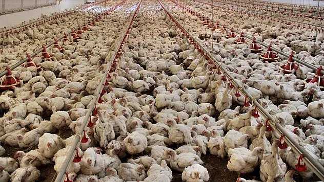 Tavuk eti üretimi şubatta yüzde 8,2 arttı