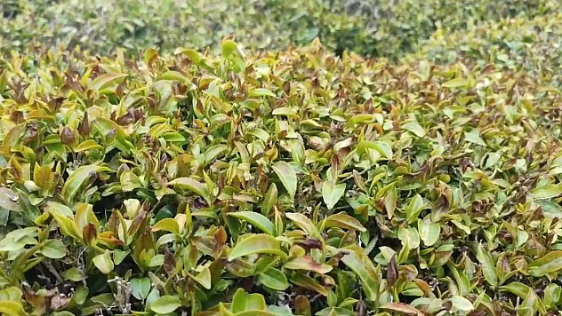 Zirai don çayı da vurdu