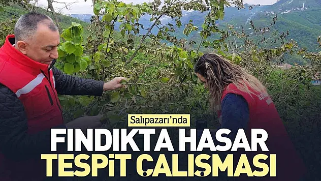 Fındıkta hasar tespit çalışması