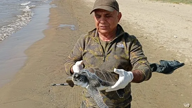 Yeşil Deniz Kaplumbağası yaşam alanına bırakıldı