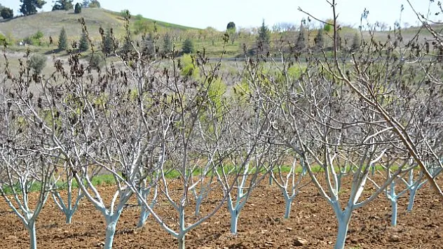 Bilecik'te bu yıl kiraz üretimi yok