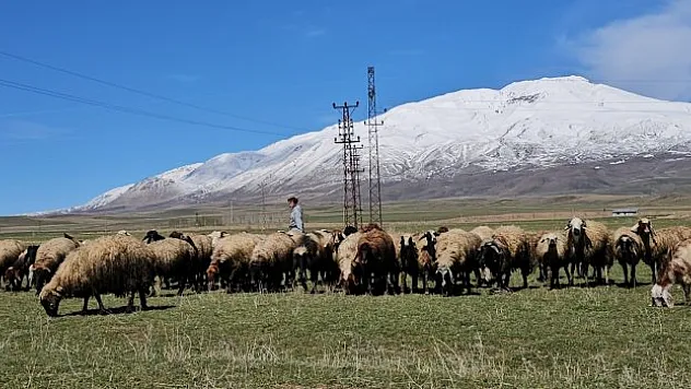 Besiciler hayvanlarını meraya saldı