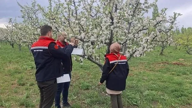 Meyve ağaçlarına tuzak