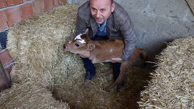 Ön ayakları olmayan buzağı dünyaya geldi