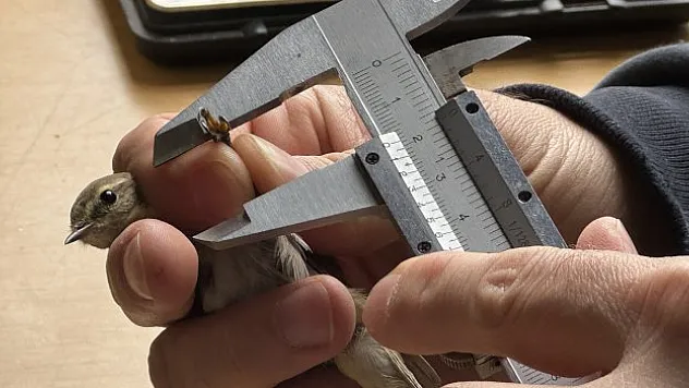 Küresel ısınma göç hareketlerini etkiledi