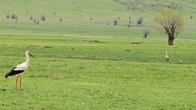 Muş'ta leylekler yuvalarını hazırlamaya başladı