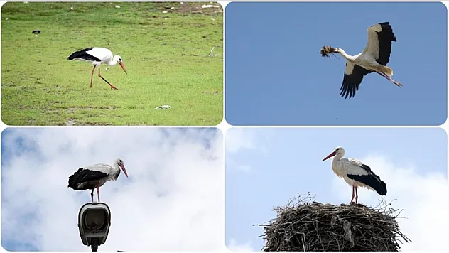'Dedemizden beri leylekler köyümüze geliyor, Leyleklerle aile gibiyiz'