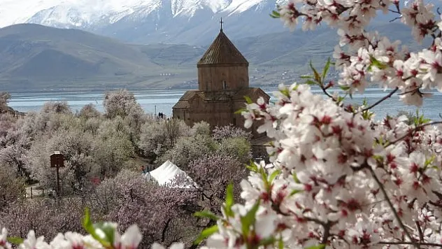 Van'da  Badem Çiçeği Festivali