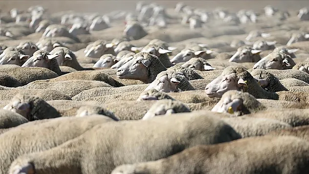 TİGEM 700 küçükbaş hayvan satacak