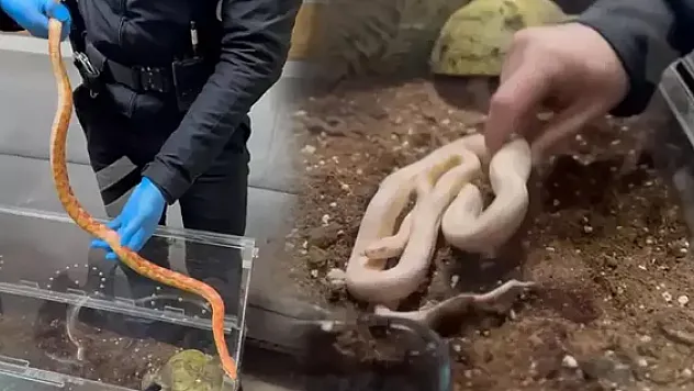 Zehirli yılanlar İstanbul'da!