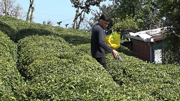 Yaş çay üreticileri son hazırlıklarını tamamlıyor