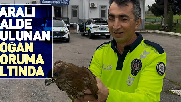 Yaralı halde bulunan doğan koruma altında