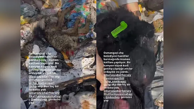 Hayvan katliamı kenti ayağa kaldırdı