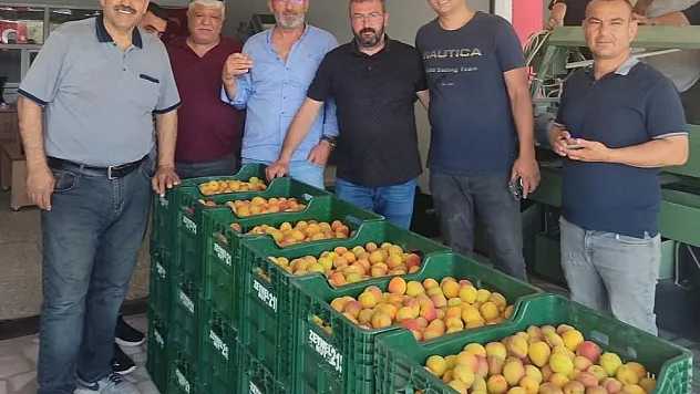 Kayısıda ilk hasat yapıldı