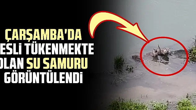 Çarşamba'da Nesli tükenmekte olan Su Samuru görüntülendi