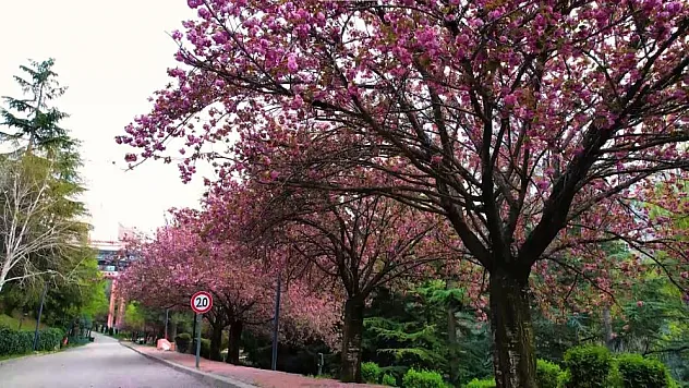 Türk-Japon dostluğunun simgesine ilgi büyük