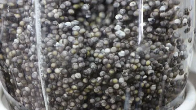 'Siyah inci'nin kilosu 2 bin dolar