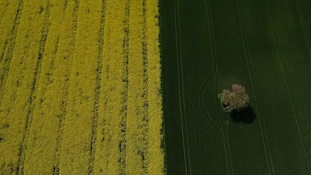 Kanola tarlaları fotoğraf tutkunlarını çekiyor