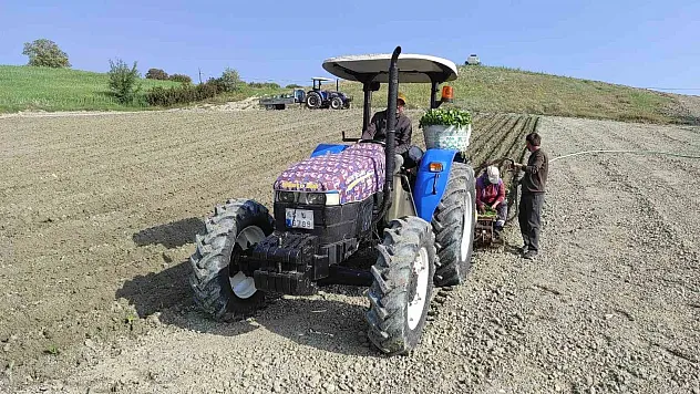 Tütün dikimleri başladı