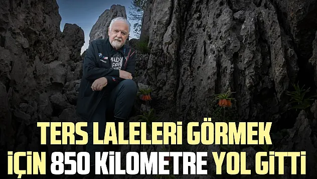 Ters laleleri görmek için 850 kilometre yol gitti