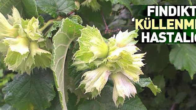 Fındıkta 'küllenme' hastalığı