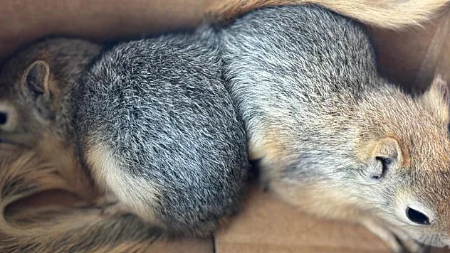 Sincap satışına 30 bin TL ceza