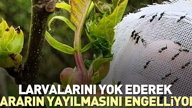 Larvalarını yok ederek zararın yayılmasını engelliyor