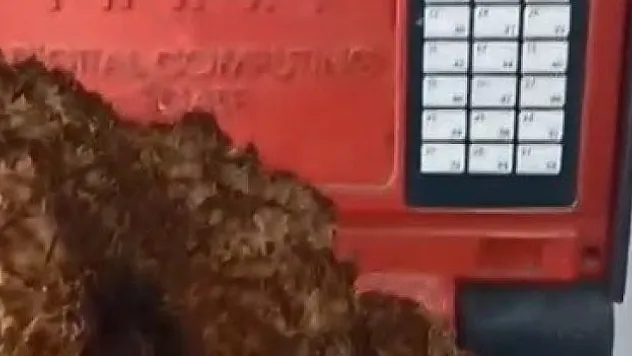 Dev kuzugöbeği mantarı bulundu