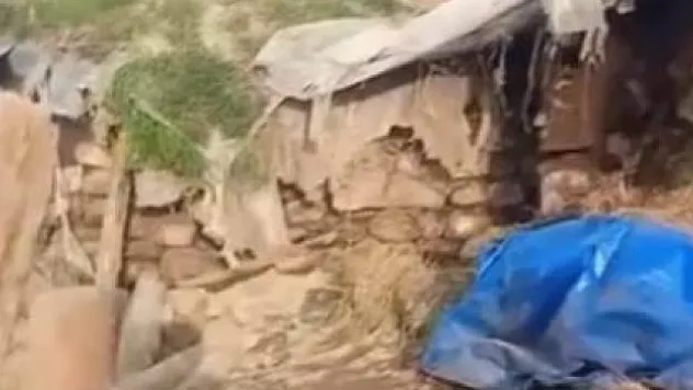 Kars'ta büyükbaş hayvanlar telef oldu