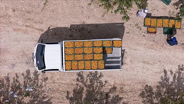 Tescilli Mut kayısısında hasat başladı