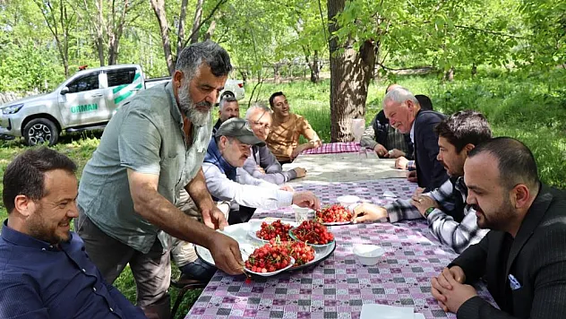 Misafir kirazında hasat vakti