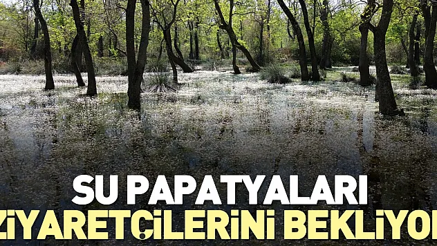 Su papatyaları ziyaretçilerini bekliyor