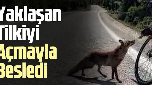 Yaklaşan Tilkiyi Açmayla Besledi