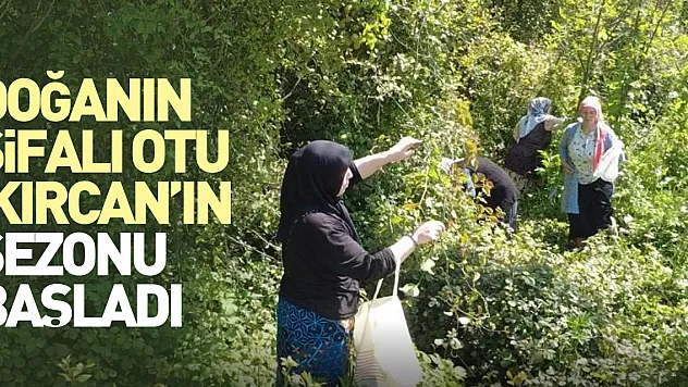 Doğanın şifalı otu 'kırçan'ın sezonu başladı