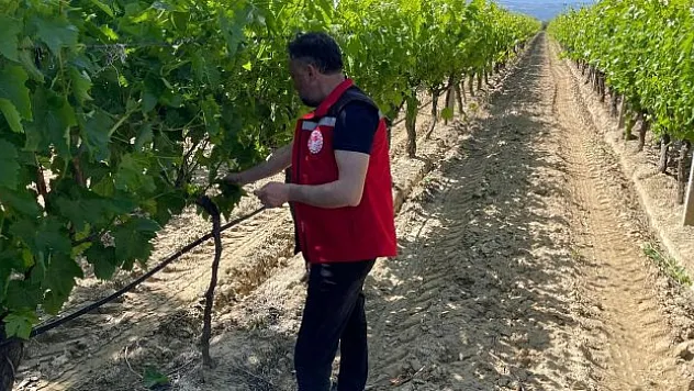 Üzüm bağlarında pestisit denetimi