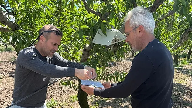 Şeftali güvesine karşı feromon tuzaklar asıldı