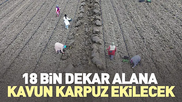 18 bin dekar alana kavun karpuz ekilecek