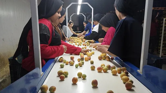 Mut kayısısında yoğun hasat dönemine girildi