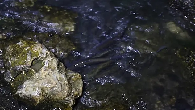 İnci kefalinin tatlı su yolculuğu