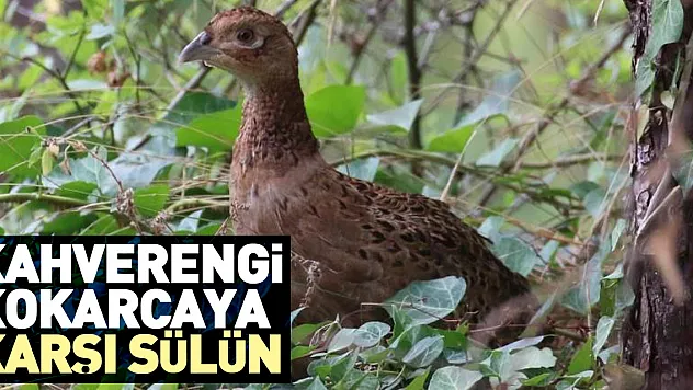 Doğaya sülün salımıyla kahverengi kokarca ile biyolojik mücadele başladı